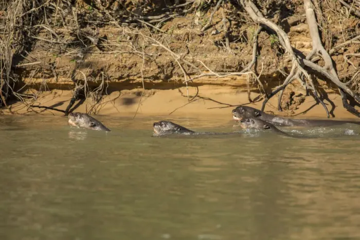 Framed Print : Pantanal, Mato Grosso, Brazil. Four Giant River Otters hunting fish together Framed Print : Pantanal, Mato Grosso, Brazil. Four Giant River Otters hunting fish together