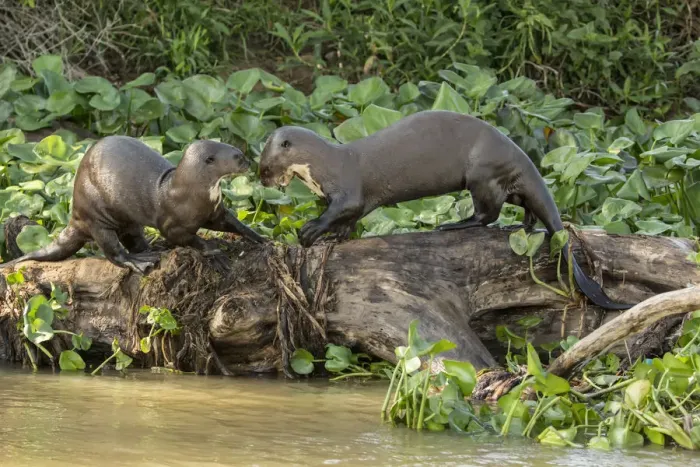 Framed Print : Pantanal, Mato Grosso, Brazil. Two Giant River Otters playing on a log along