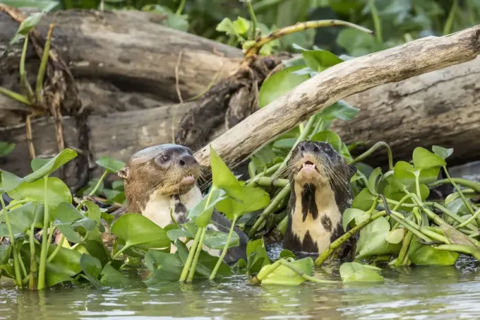 Framed Print : Pantanal, Mato Grosso, Brazil. Two giant river otters swimming in the water hyacinths Framed Print : Pantanal, Mato Grosso, Brazil. Two giant river otters swimming in the water hyacinths