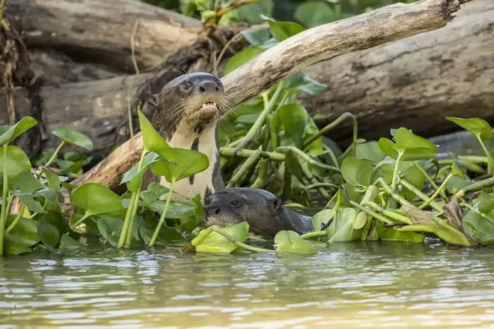 Framed Print : Pantanal, Mato Grosso, Brazil. Two Giant River Otters swimming in the Water Hyacinths Framed Print : Pantanal, Mato Grosso, Brazil. Two Giant River Otters swimming in the Water Hyacinths