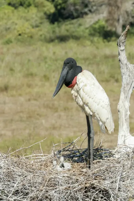 Framed Print : Pantanal, Mato Grosso, Brazil. Jabiru in its large nest full of chicks