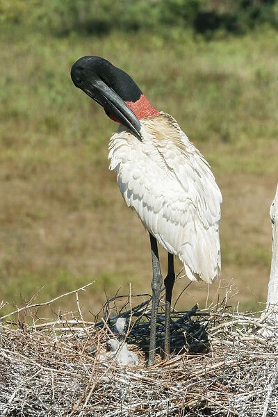 Pantanal, Mato Grosso, Brazil. Jabiru preening in its large nest full of chicks