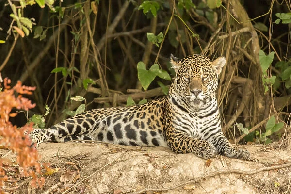 Pantanal, Mato Grosso, Brazil. Jaguar resting on a riverbank