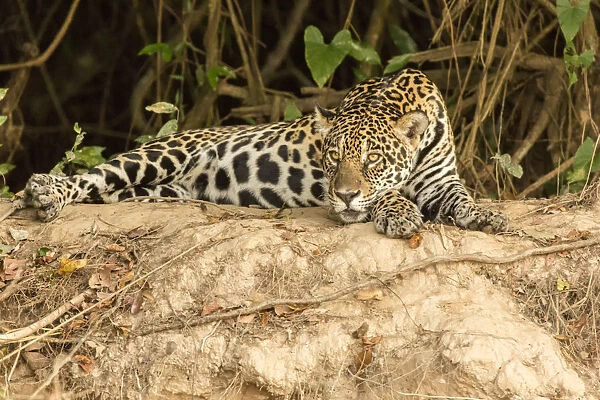 Pantanal, Mato Grosso, Brazil. Jaguar resting on a riverbank in the mid-day heat