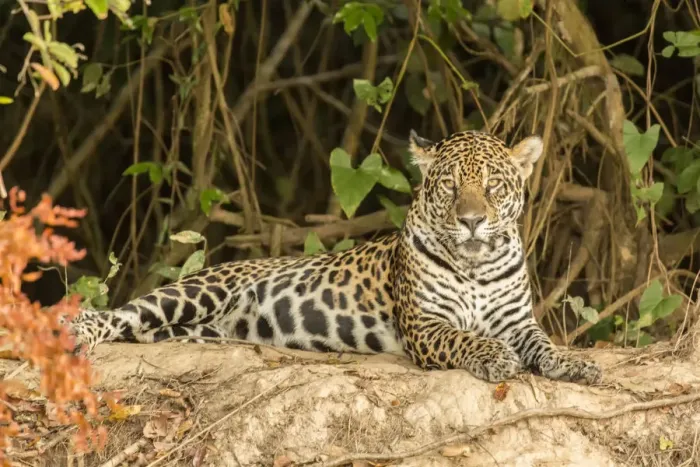Framed Print : Pantanal, Mato Grosso, Brazil. Jaguar resting on a riverbank Framed Print : Pantanal, Mato Grosso, Brazil. Jaguar resting on a riverbank