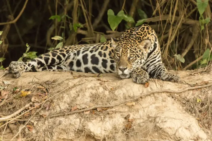 Framed Print : Pantanal, Mato Grosso, Brazil. Jaguar resting on a riverbank in the mid-day heat