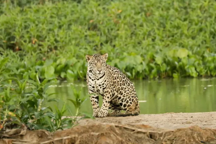 Framed Print : Pantanal, Mato Grosso, Brazil. Jaguar resting on a sandbar along the Cuiaba River Framed Print : Pantanal, Mato Grosso, Brazil. Jaguar resting on a sandbar along the Cuiaba River