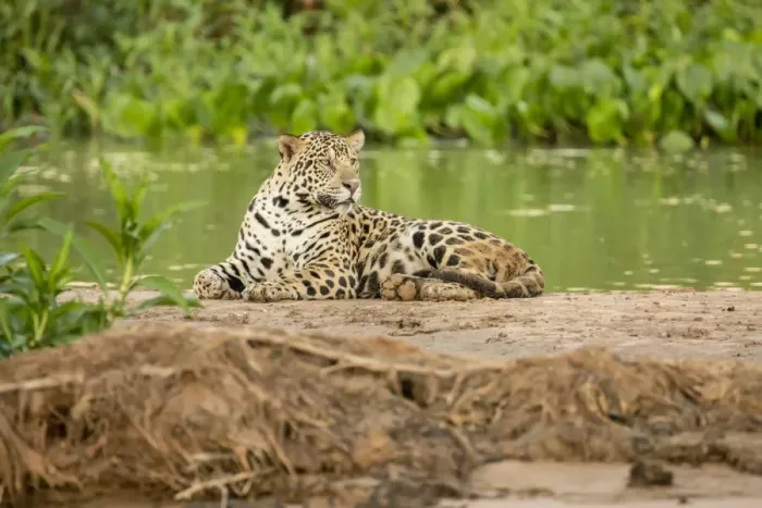 Framed Print : Pantanal, Mato Grosso, Brazil. Jaguar resting on a sandbar along the Cuiaba River Framed Print : Pantanal, Mato Grosso, Brazil. Jaguar resting on a sandbar along the Cuiaba River