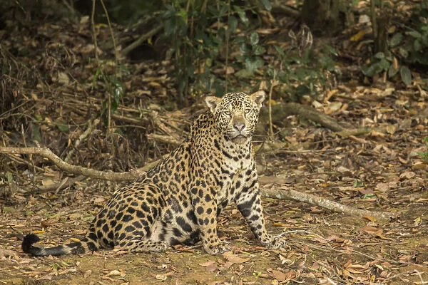 Pantanal, Mato Grosso, Brazil. Jaguar sitting in a shady area of the riverbank of the Cuiaba River