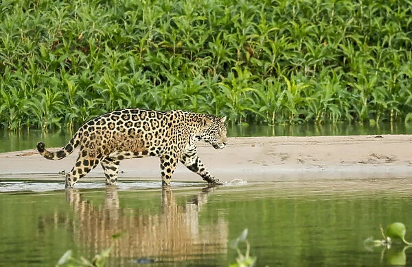 Pantanal, Mato Grosso, Brazil. Jaguar wading in shallow water as it crosses between