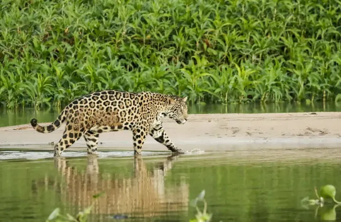 Framed Print : Pantanal, Mato Grosso, Brazil. Jaguar wading in shallow water as it crosses between Framed Print : Pantanal, Mato Grosso, Brazil. Jaguar wading in shallow water as it crosses between