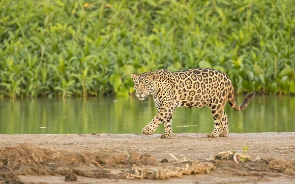 Pantanal, Mato Grosso, Brazil. Jaguar walking on a sandbar on the Cuiaba River