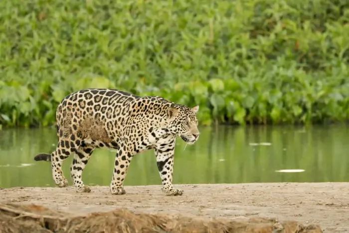Framed Print : Pantanal, Mato Grosso, Brazil. Jaguar walking on a sandbar on the Cuiaba River Framed Print : Pantanal, Mato Grosso, Brazil. Jaguar walking on a sandbar on the Cuiaba River