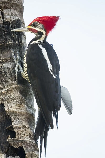 Pantanal, Mato Grosso, Brazil. Male Lineated Woodpecker clinging to a tree trunk