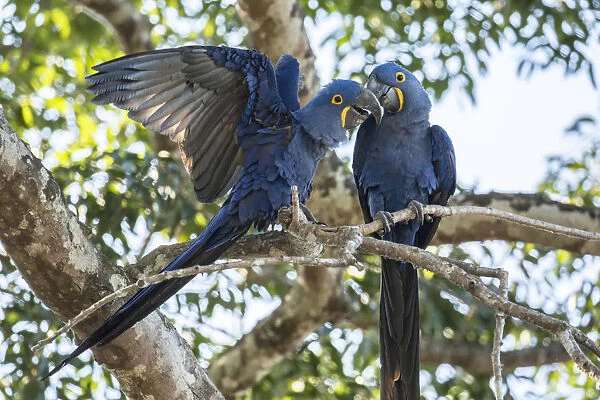 Pantanal, Mato Grosso, Brazil. Mated pair of Hyacinth Macaws showing affection as