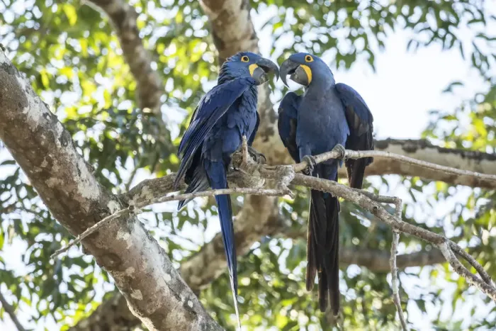 Framed Print : Pantanal, Mato Grosso, Brazil. Mated pair of hyacinth macaws showing affection as Framed Print : Pantanal, Mato Grosso, Brazil. Mated pair of hyacinth macaws showing affection as