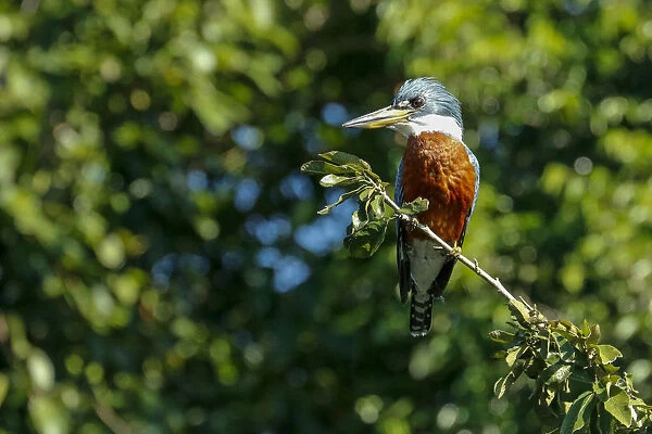 Pantanal, Mato Grosso, Brazil. Ringed Kingfisher sitting in a tree