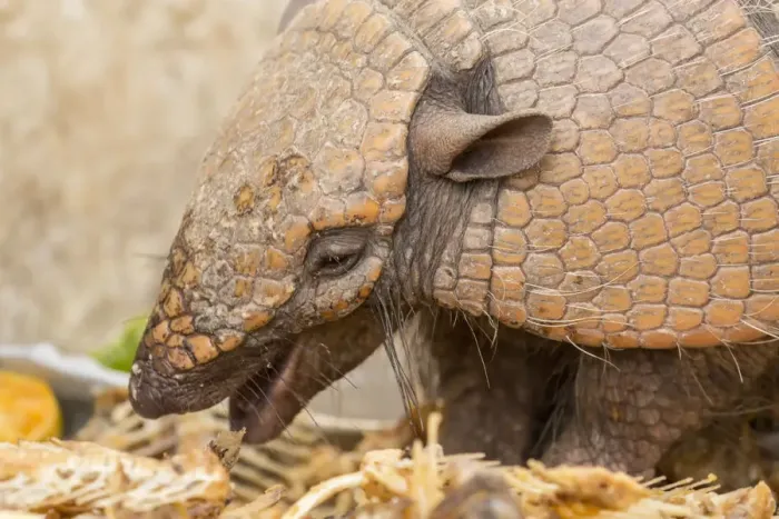Framed Print : Pantanal, Mato Grosso, Brazil. Seven-banded armadillo eating table scraps set out for it Framed Print : Pantanal, Mato Grosso, Brazil. Seven-banded armadillo eating table scraps set out for it