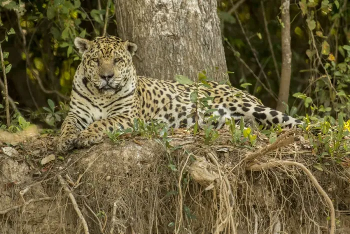 Framed Print : Pantanal, Mato Grosso, Brazil, South America. Jaguar resting on the riverbank mid-day Framed Print : Pantanal, Mato Grosso, Brazil, South America. Jaguar resting on the riverbank mid-day