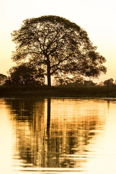 Pantanal, Mato Grosso, Brazil. Tree silhouette in early evening next to a river