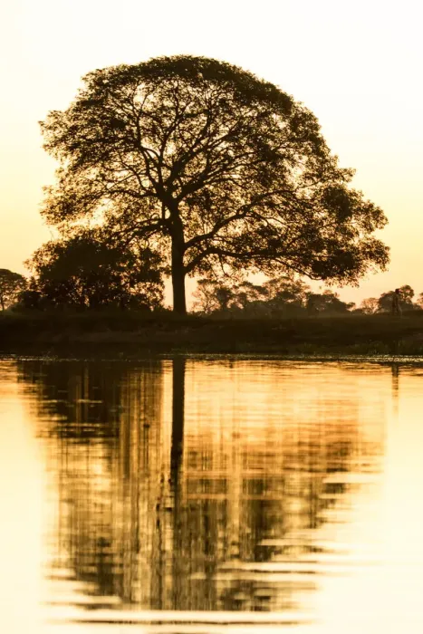 Framed Print : Pantanal, Mato Grosso, Brazil. Tree silhouette in early evening next to a river