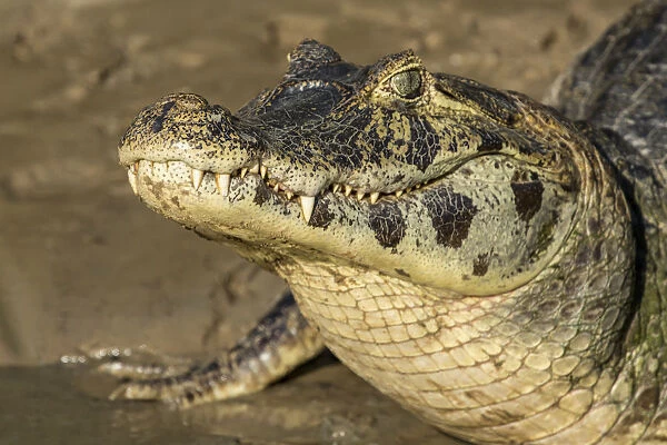 Pantanal, Mato Grosso, Brazil. Yacare Caiman with a closed mouth sunning itself in the Cuiaba River