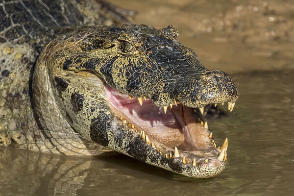 Pantanal, Mato Grosso, Brazil. Yacare caiman with an open mouth sunning itself in the Cuiaba River