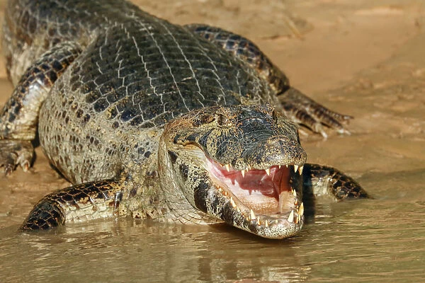 Pantanal, Mato Grosso, Brazil. Yacare Caiman with an open mouth sunning itself in the Cuiaba River