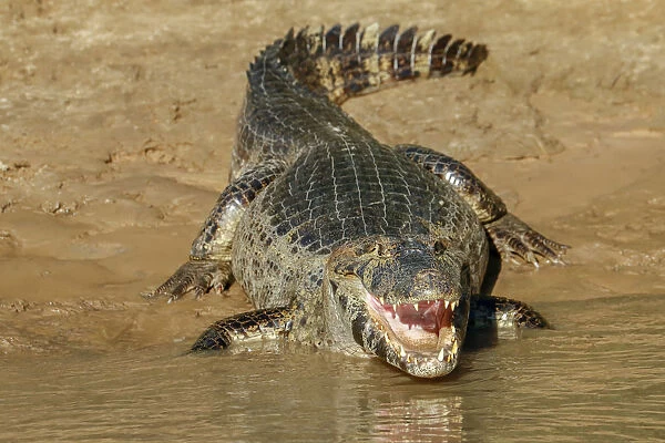 Pantanal, Mato Grosso, Brazil. Yacare Caiman with an open mouth sunning itself in the Cuiaba River