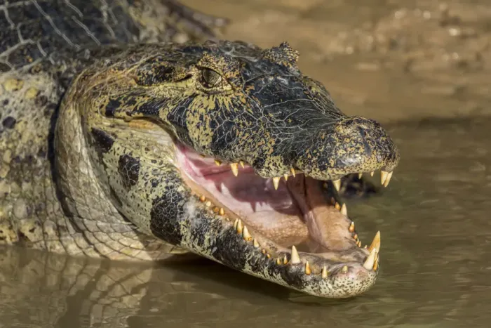Framed Print : Pantanal, Mato Grosso, Brazil. Yacare caiman with an open mouth sunning itself in the Cuiaba River