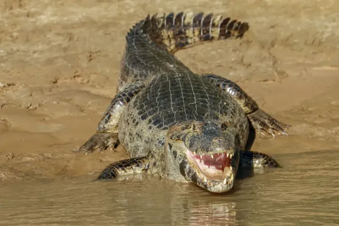 Framed Print : Pantanal, Mato Grosso, Brazil. Yacare Caiman with an open mouth sunning itself in the Cuiaba River
