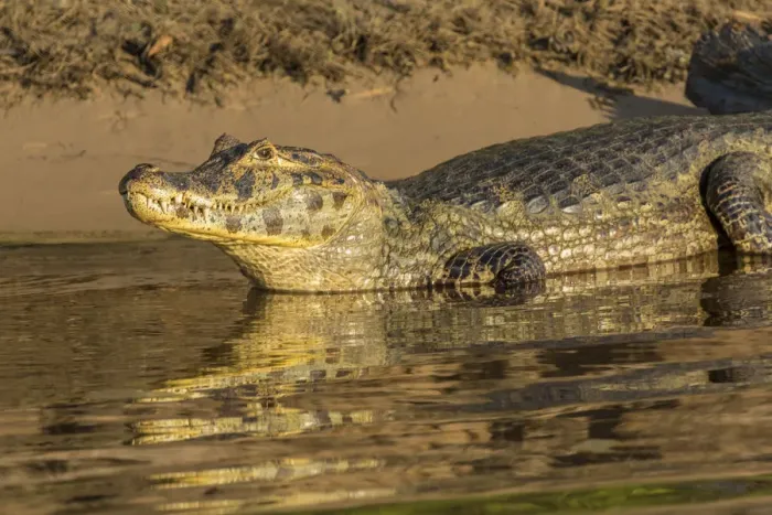 Framed Print : Pantanal, Mato Grosso, Brazil. Yacare caiman sunning itself along the banks of the Cuiaba River Framed Print : Pantanal, Mato Grosso, Brazil. Yacare caiman sunning itself along the banks of the Cuiaba River
