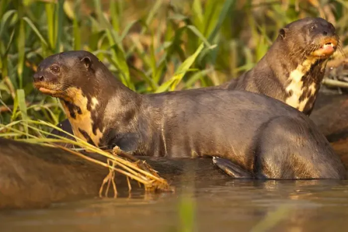 Framed Print : Pantanal NP, Brazil, Giant River Otter, Pteronura brasiliensis, swimming and playing Framed Print : Pantanal NP, Brazil, Giant River Otter, Pteronura brasiliensis, swimming and playing