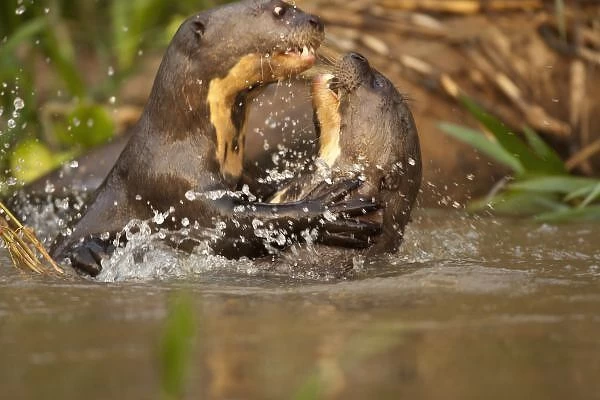 Pantanal NP, Brazil, Giant River Otter, Pteronura brasiliensis, swimming and playing