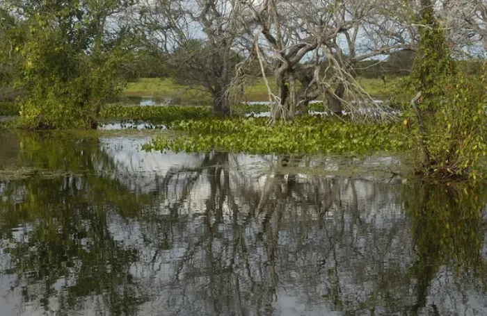 Framed Print : Pantanal Scenery Pantanal. Largest contiguous wetland system in the world. Mato