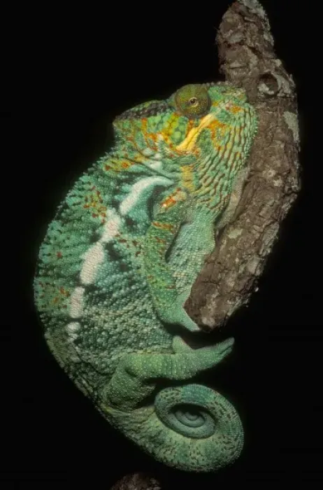Framed Print : Panther Chameleon, (Furcifer pardalis), male, MADAGASCAR Framed Print : Panther Chameleon, (Furcifer pardalis), male, MADAGASCAR