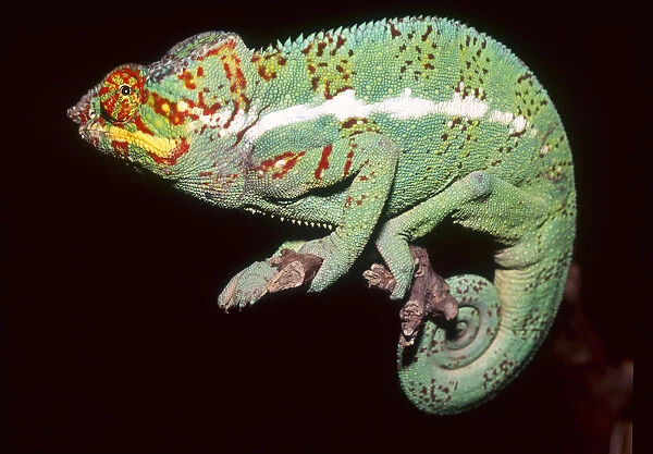 Panther Chameleon (Furcifer pardalis) Madagascar, Africa