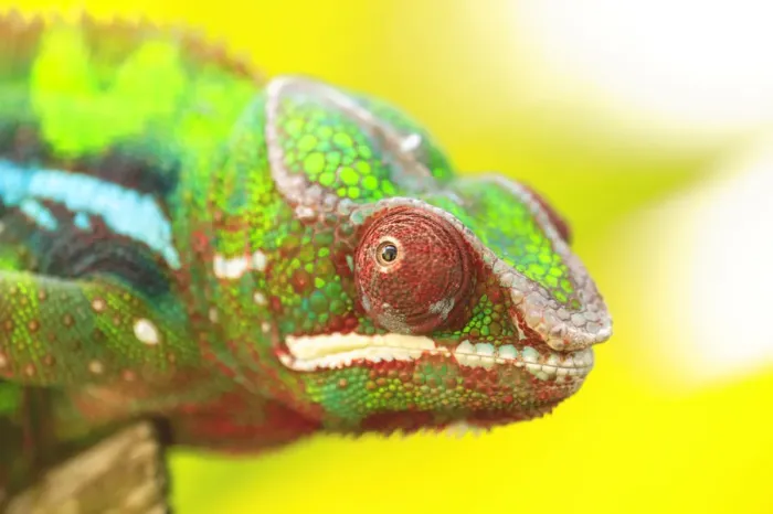 Framed Print : Panther Chameleon (Furcifer pardalis) Madagascar, Africa Framed Print : Panther Chameleon (Furcifer pardalis) Madagascar, Africa