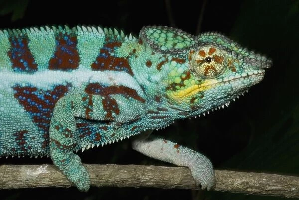 Panther Chameleon, (Furcifer pardalis), Male, western Madagascar
