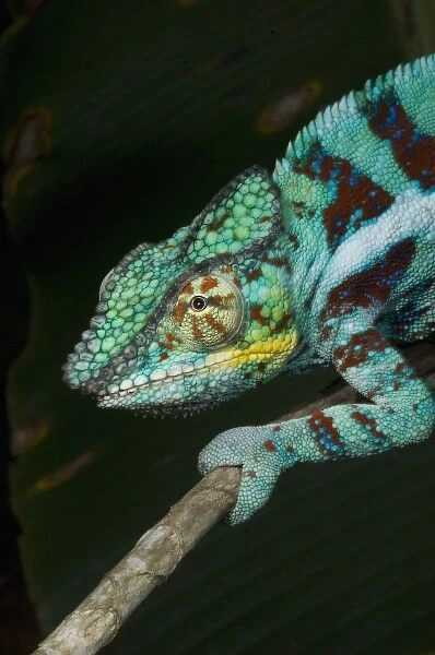 Panther Chameleon, (Furcifer pardalis), Male, WESTERN MADAGASCAR