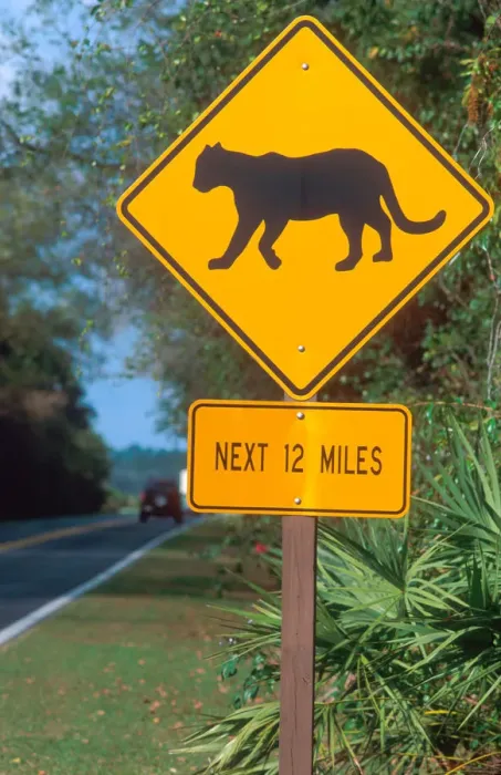 Framed Print : Panther crossing sign in the Florida everglades. traffic sign, panther, cougar Framed Print : Panther crossing sign in the Florida everglades. traffic sign, panther, cougar