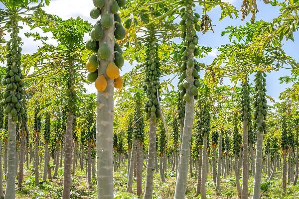 Papaya plantation, Kauai, Hawaii, USA