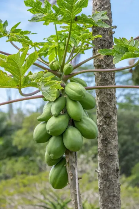 Framed Print : Papaya tree