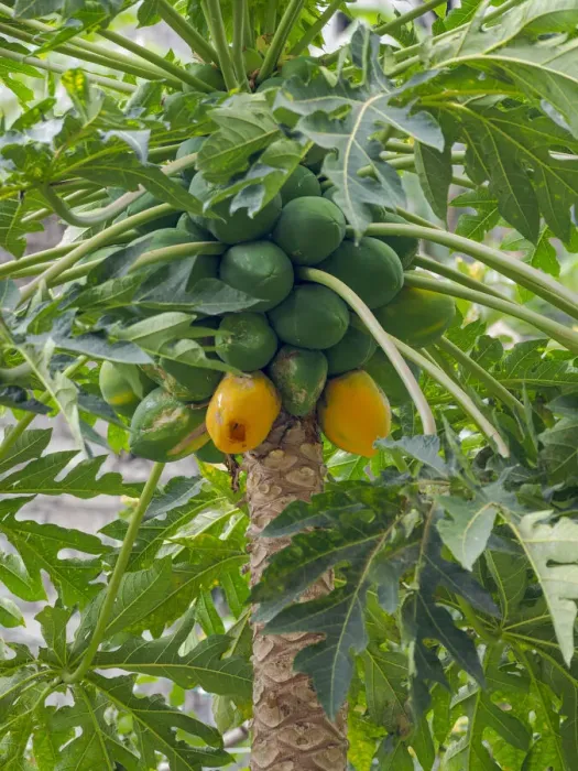 Framed Print : Papaya in valley Ribeira da Torre on the island Santo Antao, Cape Verde Framed Print : Papaya in valley Ribeira da Torre on the island Santo Antao, Cape Verde
