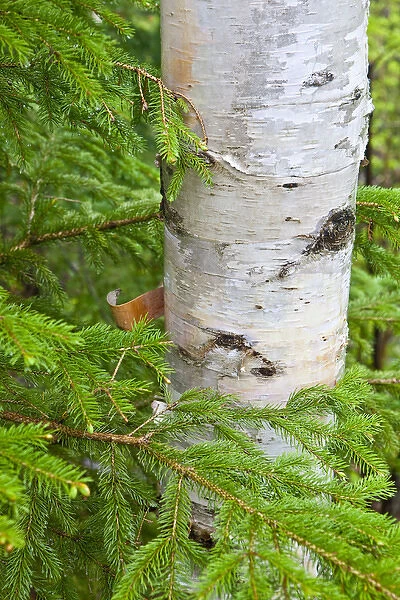 Paper Birch tree (Betula papyrifera). Appalachian Trail, Crocker Mountain, Maine