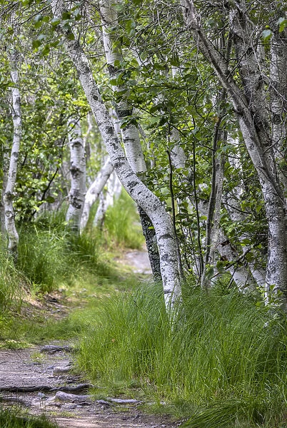 Paper birch trees along pathway in Acadia National Park, Maine, USA