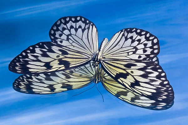 Paper kite butterfly in reflection in blue water