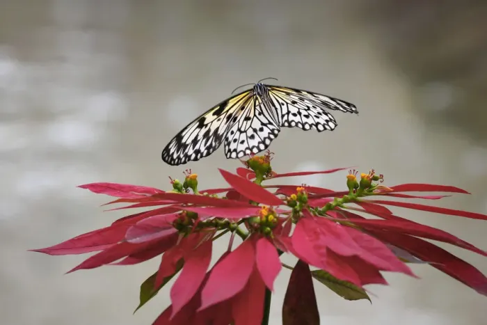 Framed Print : Paper kite or Large tree nymph butterfly flying Framed Print : Paper kite or Large tree nymph butterfly flying