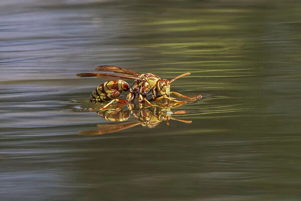Paper wasp drinking water from surface of pond, Rio Grande Valley, Texas