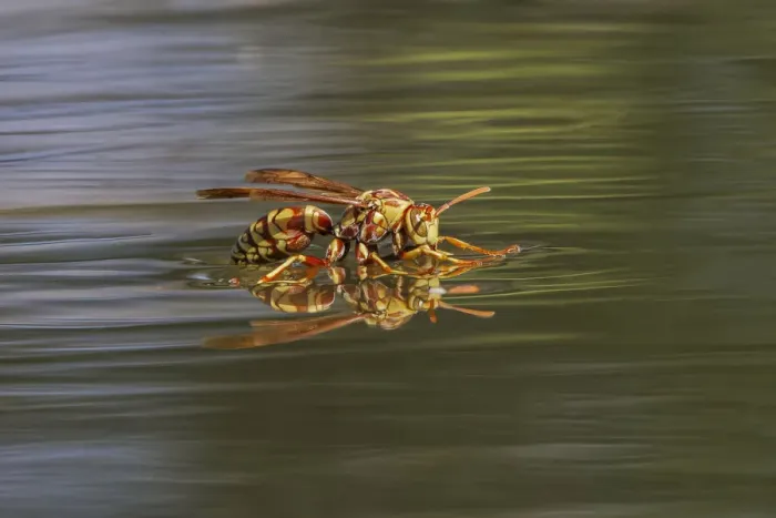 Framed Print : Paper wasp drinking water from surface of pond, Rio Grande Valley, Texas Framed Print : Paper wasp drinking water from surface of pond, Rio Grande Valley, Texas